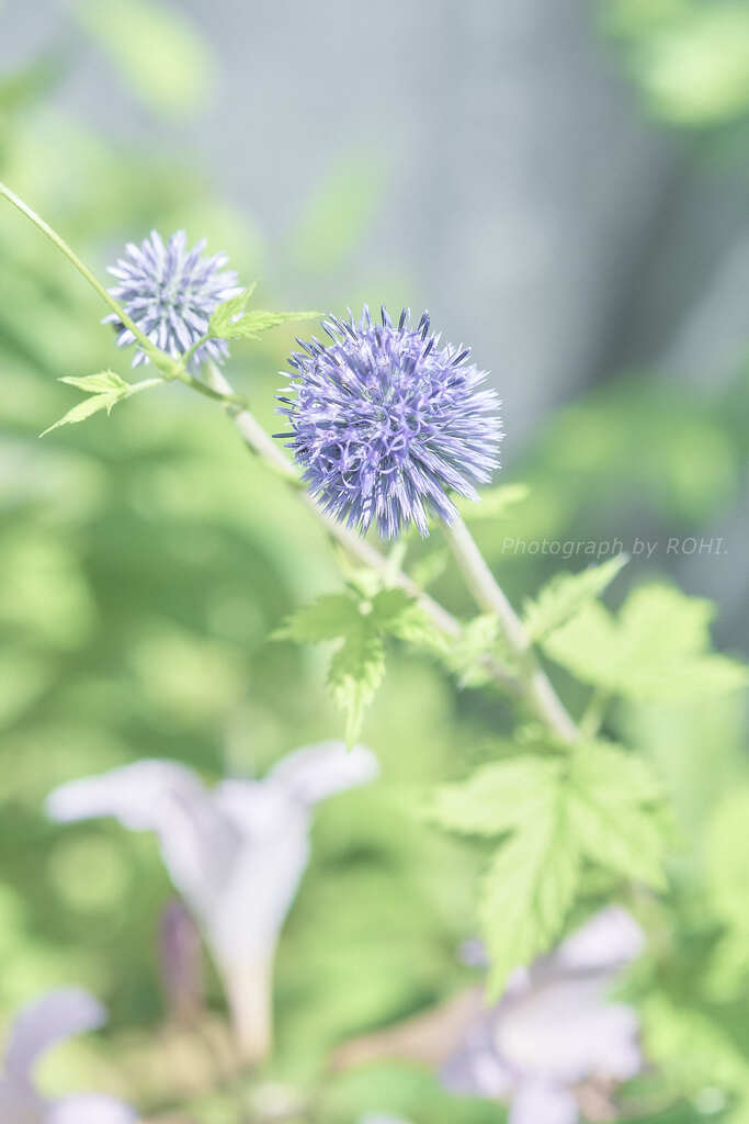 Petite Summer