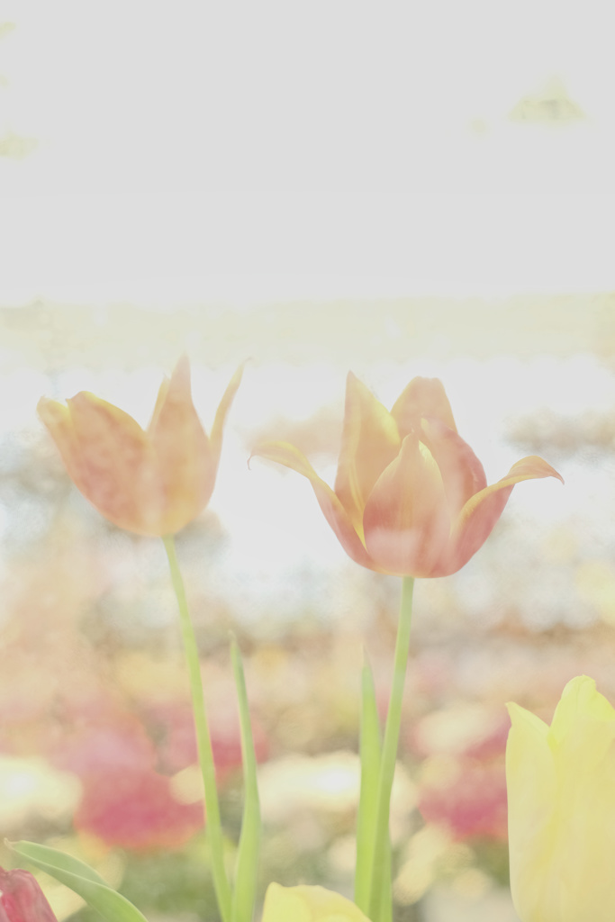 花澄 -5