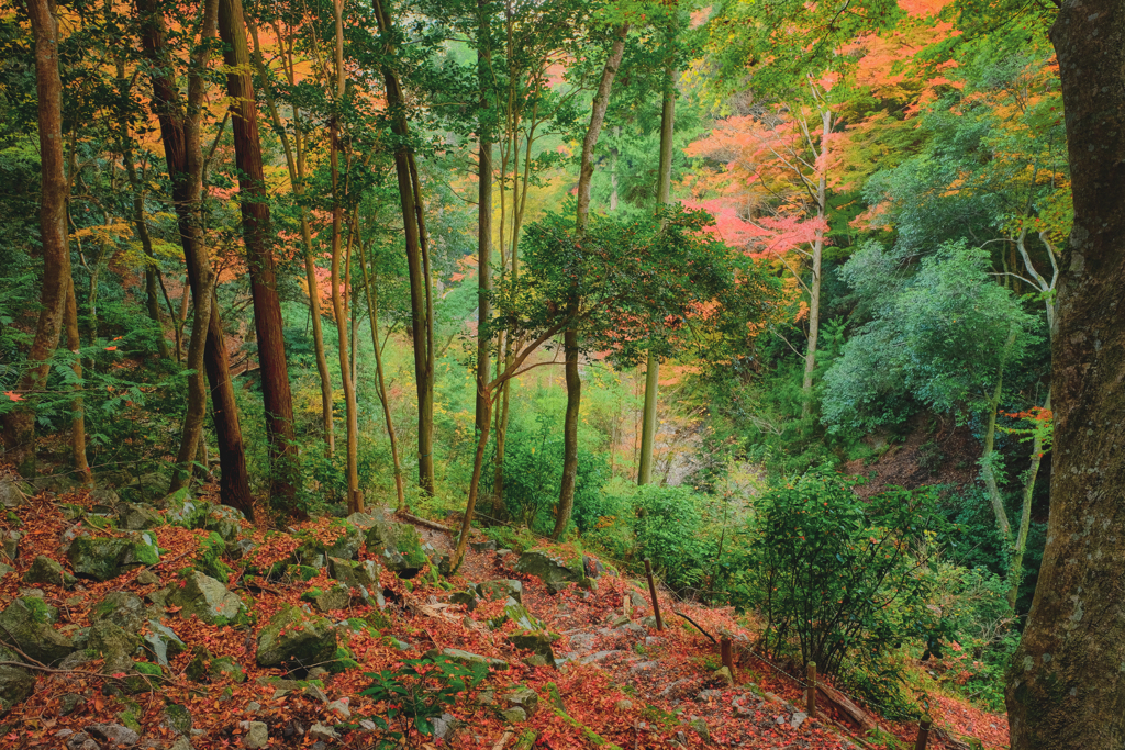 残采 -zansai-
