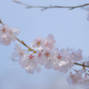 Shallow Spring Sky