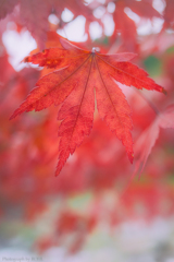 Red visit