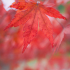 Red visit