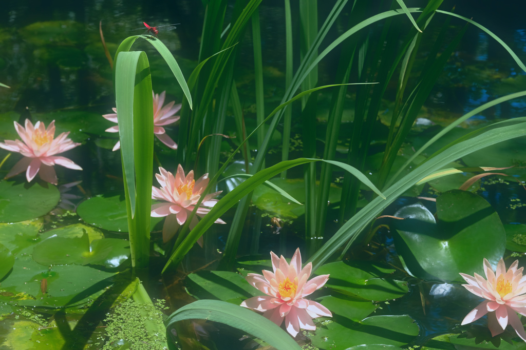 夏華の路