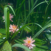 夏華の路