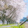 風杷枝