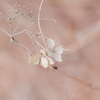 aspects of withering -Ⅰ