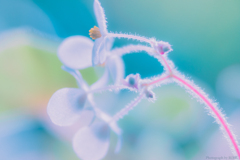 Fleeting View