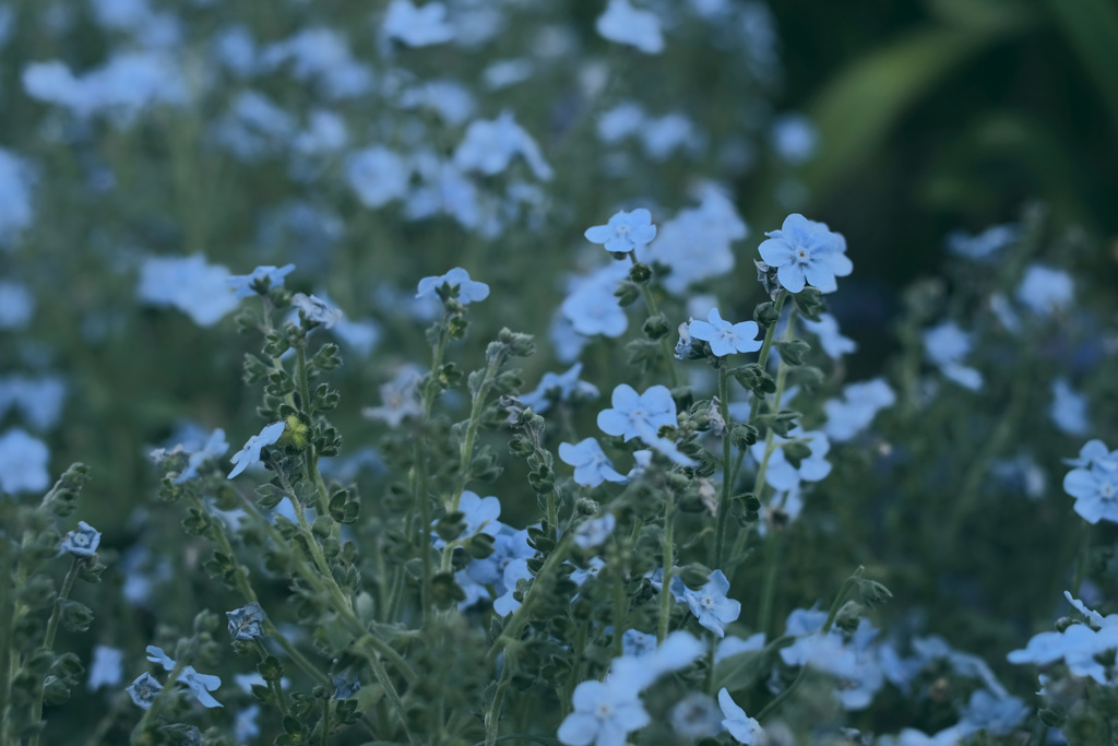 Blue to remember