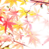 秋に夢観し