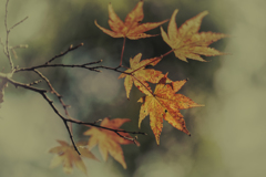 紅掬