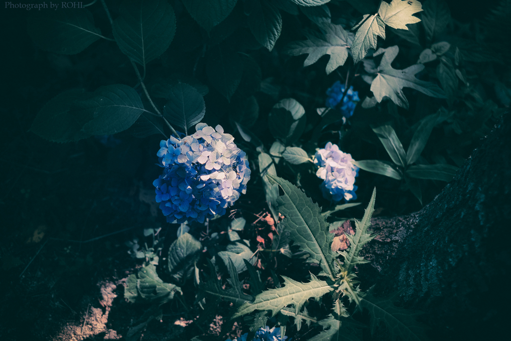 Blue ambition