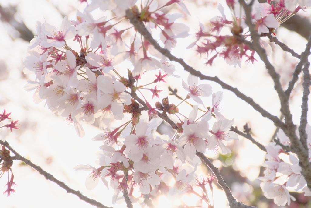 ひかりおよぐ花びら