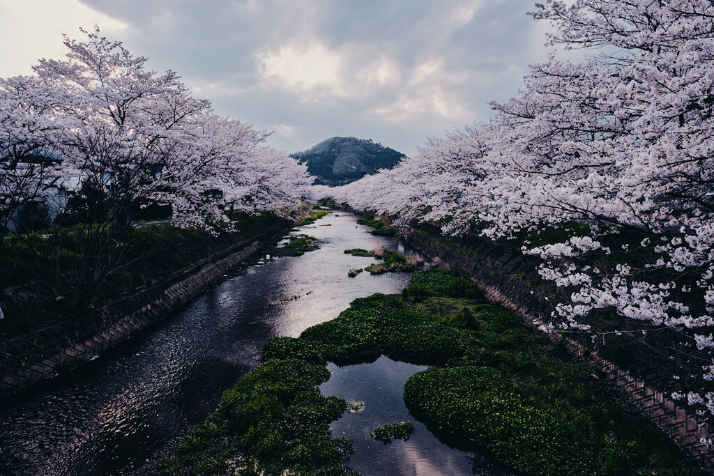 風杷脩