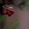 洋紅の実