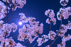 Sakura * Moonshine