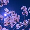 Sakura * Moonshine