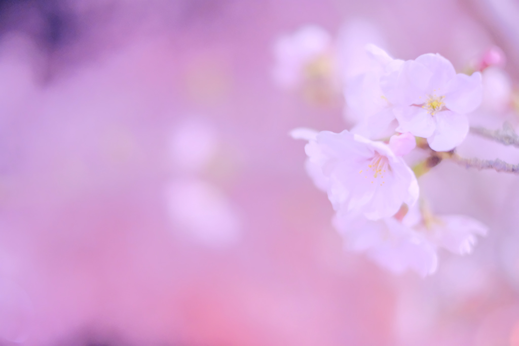 Sakura * Surroundings