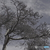crack up -裂枯-