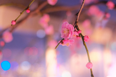 夜光梅 -4