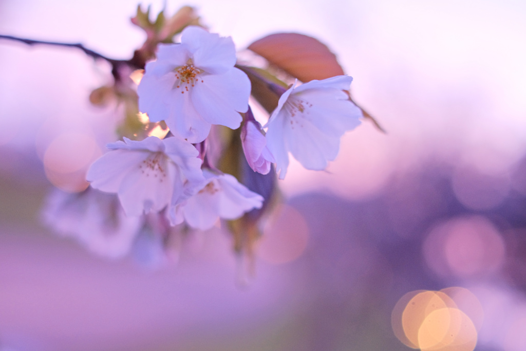 Sakura * Essential