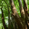 Admiring the Treetop
