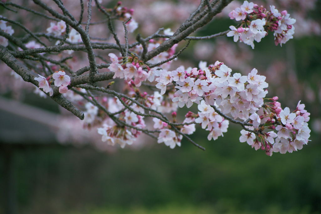 四阿桜