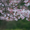 四阿桜