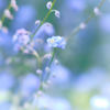 Forgetful blue