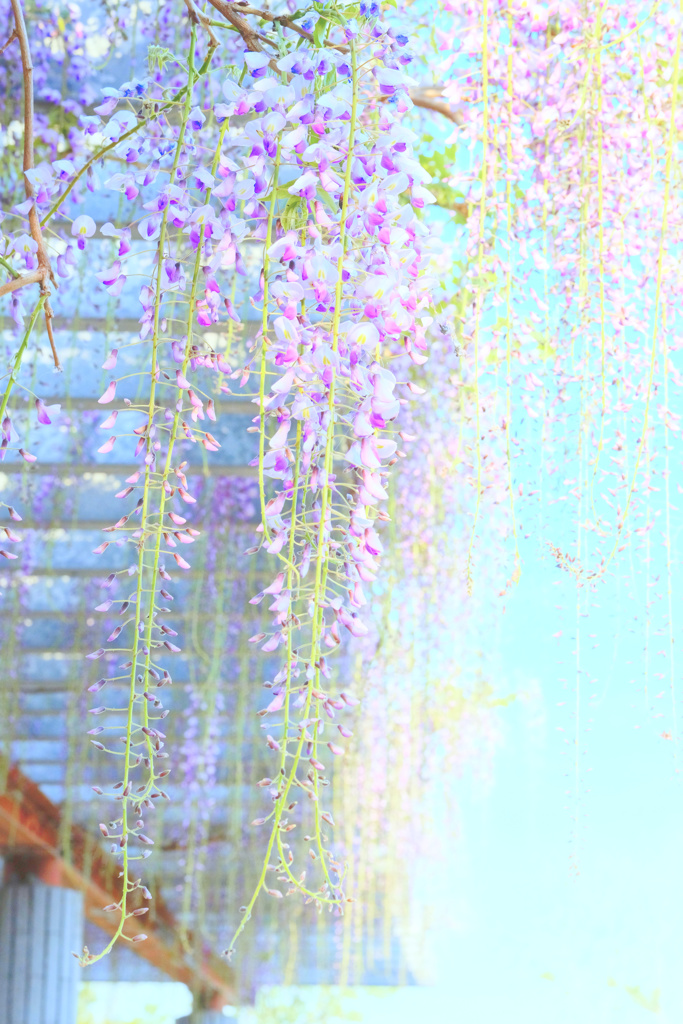 垂彩
