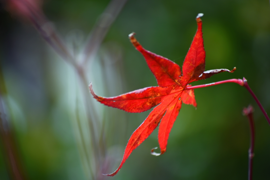 一枚紅葉