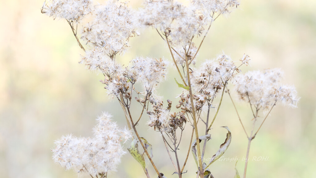 Magic of Soaring Seasons