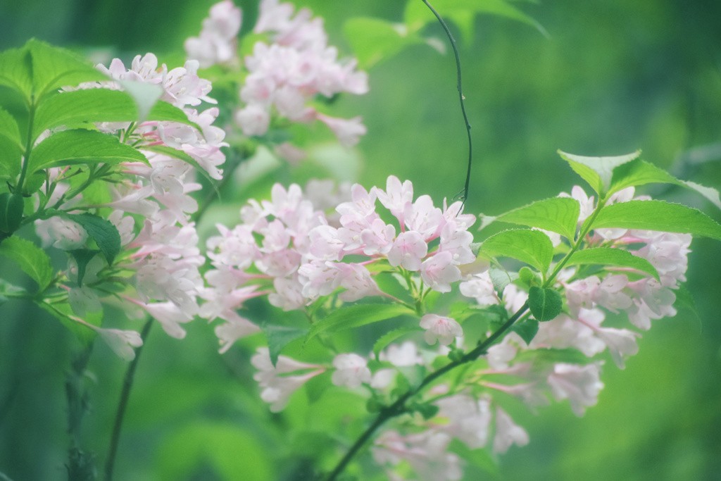 子桜うたう季節