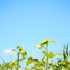 夏到来！青空に向かって！