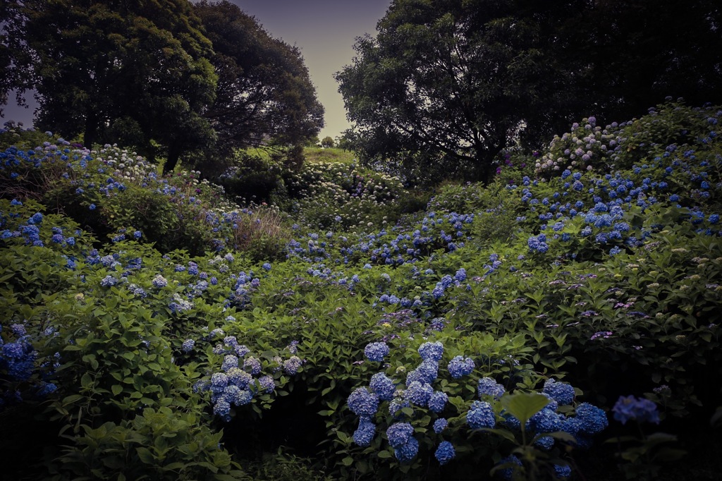 あじさいの森