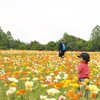 ポピー畑の中で