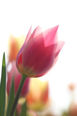 pink color tulip