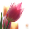 pink color tulip