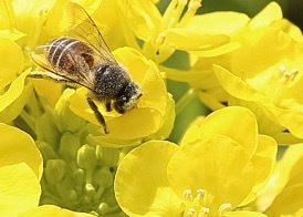 黄色の蜜に誘われて