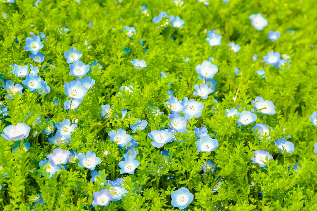 小さな花畑