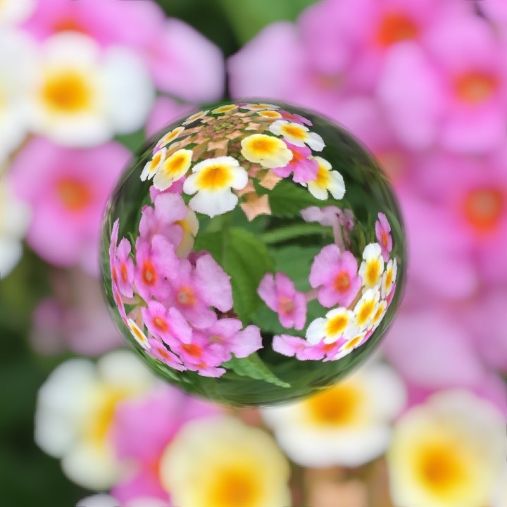 小さな花畑