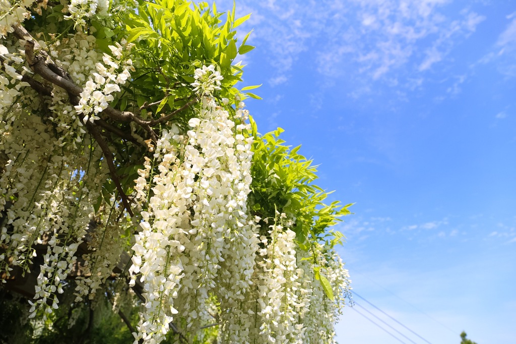 藤の花見上げる②