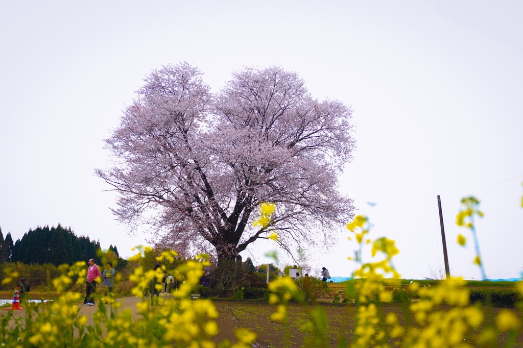 菜の花と一本桜