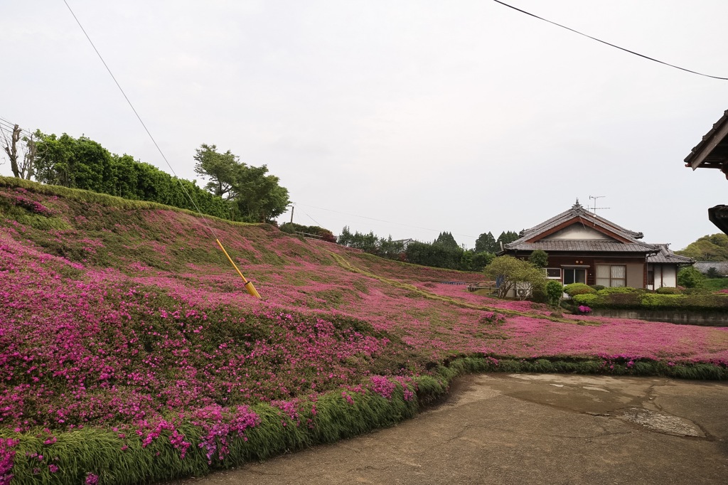 黒木さん宅の芝桜