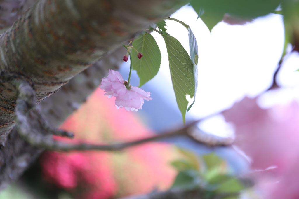 八重桜一輪