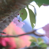 八重桜一輪