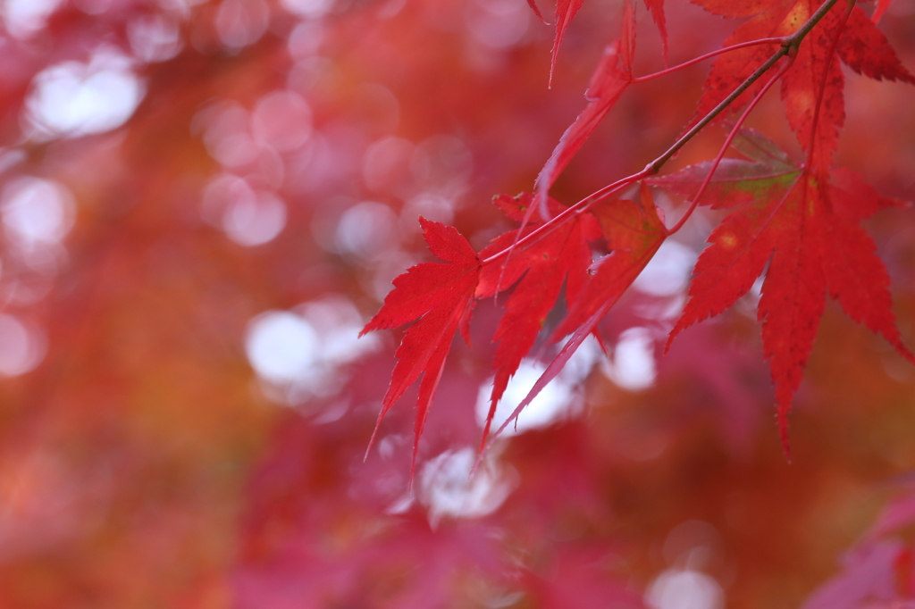 赤朱紅