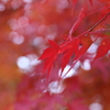 赤朱紅