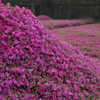 黒木さん宅の芝桜③