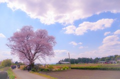 田舎に咲く、大坪の一本桜