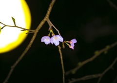 お月見桜